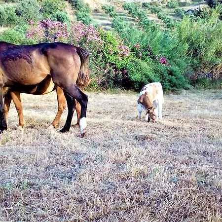 And On A Private Farm, Only 1 Km Away From The Beach! Villa